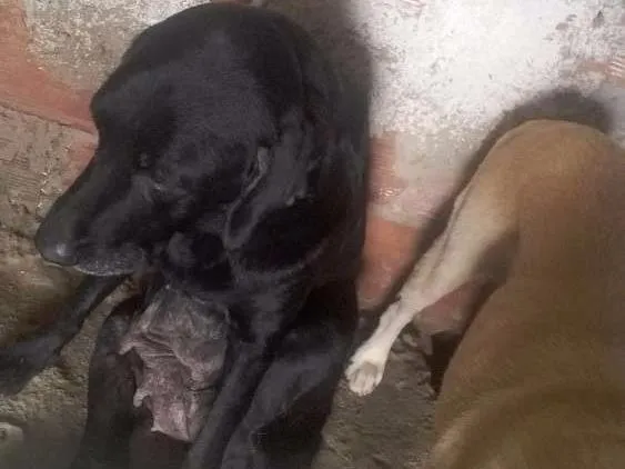 Cachorro ra a Labrador  idade 2 anos nome Fani Lucky cristal