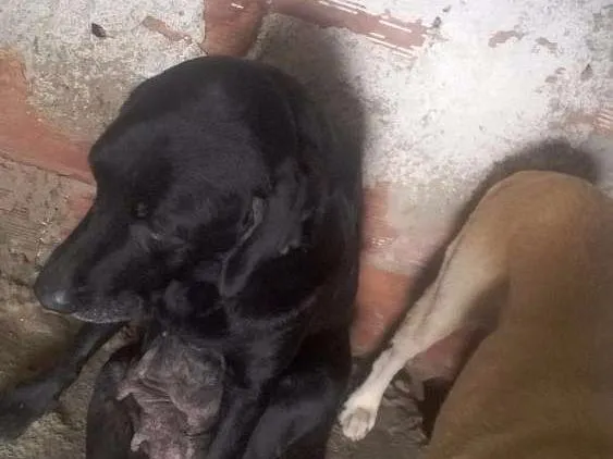 Cachorro ra a Labrador  idade 2 anos nome Fani Lucky cristal