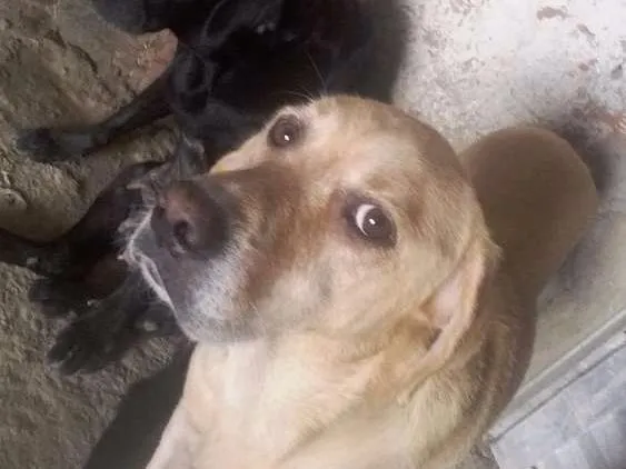 Cachorro ra a Labrador  idade 2 anos nome Fani Lucky cristal