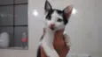 Frajolinha