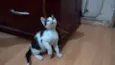 Frajolinha
