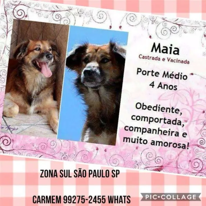 Cachorro ra a SRD idade 4 anos nome Maia