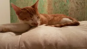 Gato raça SRD idade 2 a 6 meses nome Mexerica