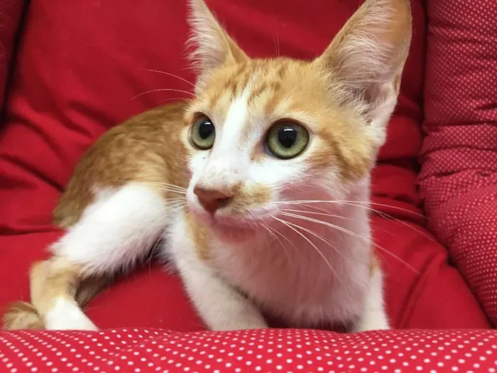 Gato ra a SRD idade 2 a 6 meses nome Mexerica
