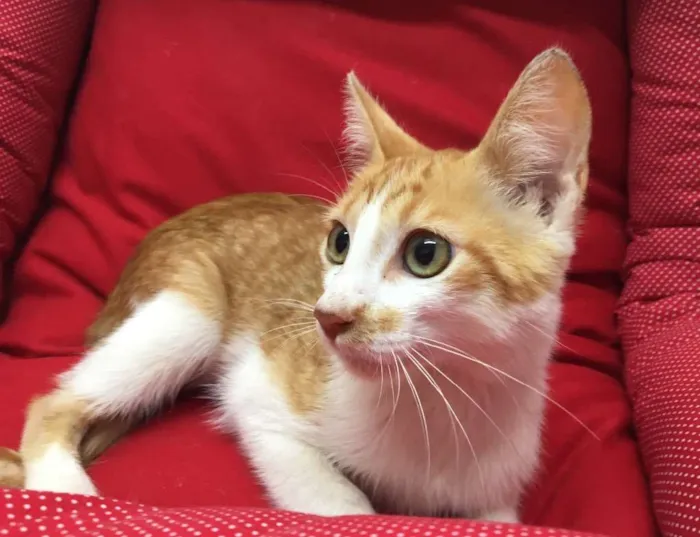 Gato ra a SRD idade 2 a 6 meses nome Mexerica