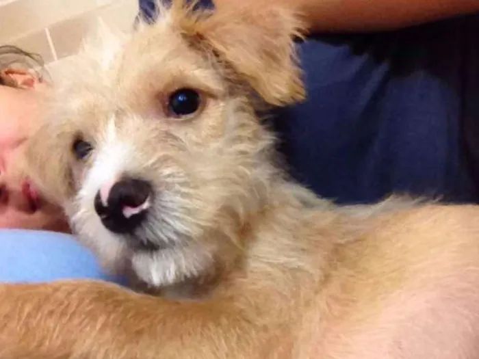 Cachorro ra a lhasa mestiço idade 2 a 6 meses nome Teddy