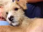 Cachorro raça lhasa mestiço idade 2 a 6 meses nome Teddy