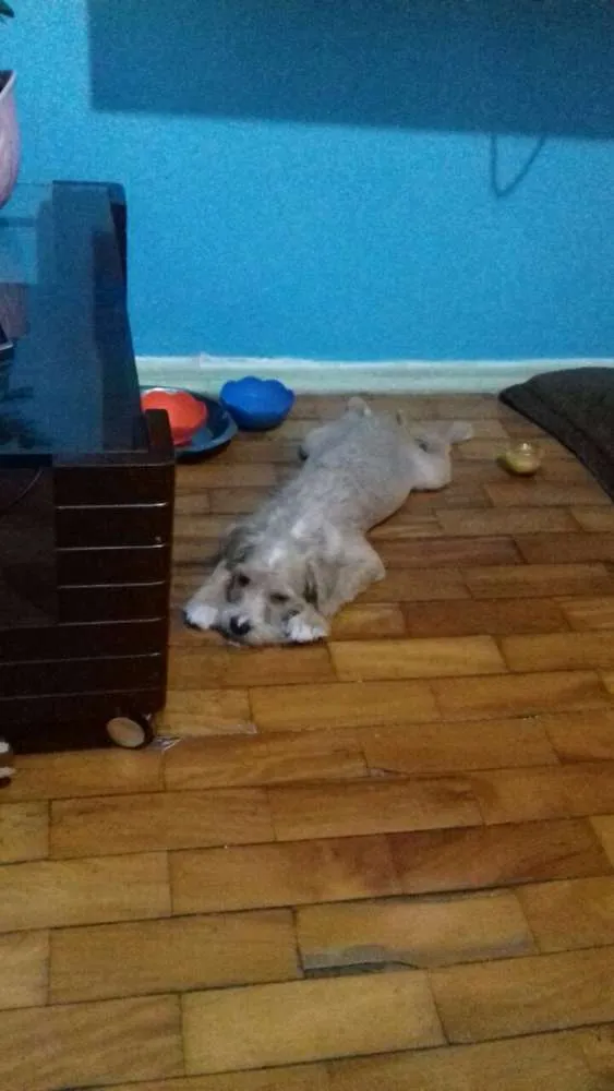 Cachorro ra a lhasa mestiço idade 2 a 6 meses nome Teddy