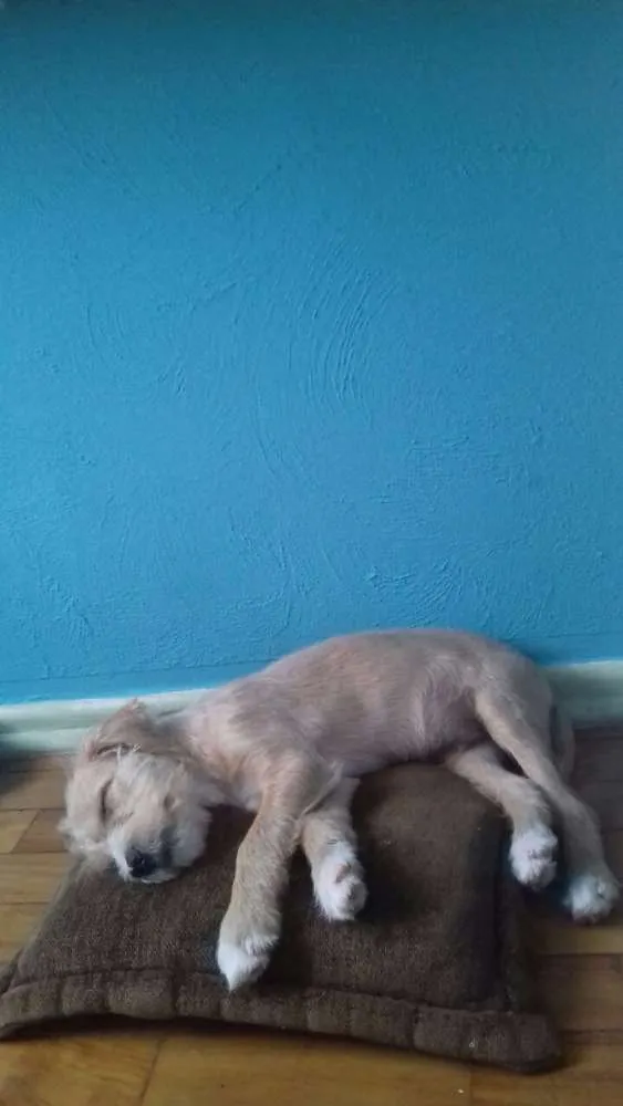 Cachorro ra a lhasa mestiço idade 2 a 6 meses nome Teddy