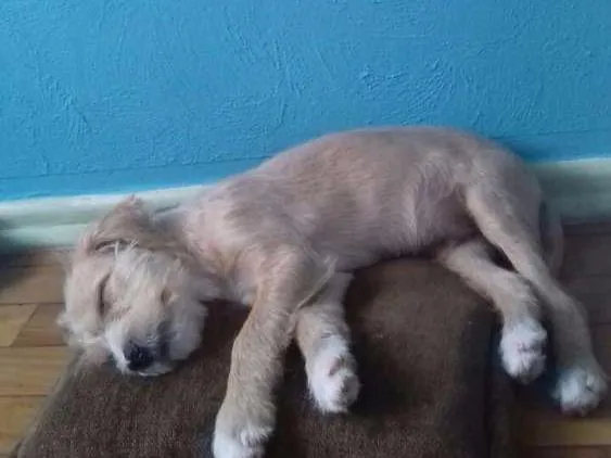 Cachorro ra a lhasa mestiço idade 2 a 6 meses nome Teddy