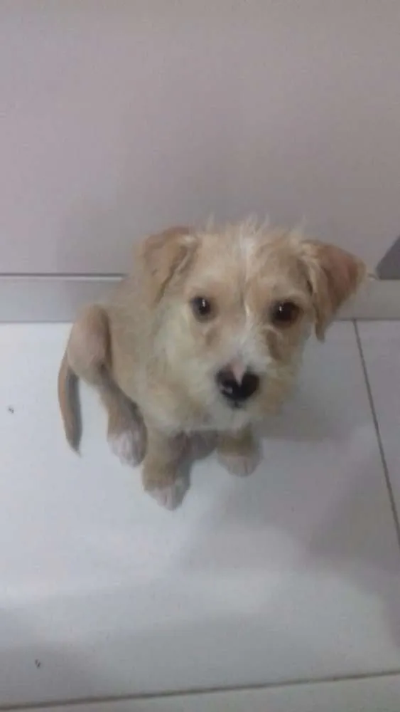 Cachorro ra a lhasa mestiço idade 2 a 6 meses nome Teddy