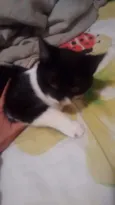 Não tem