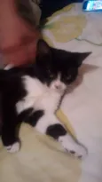 Não tem
