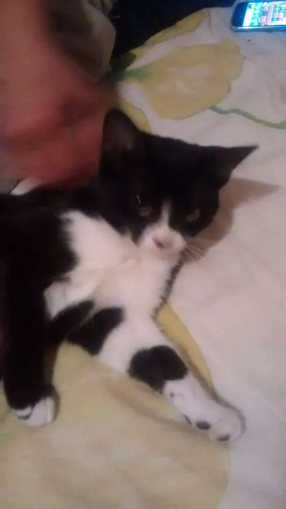 Gato ra a Siames idade 2 a 6 meses nome Não tem
