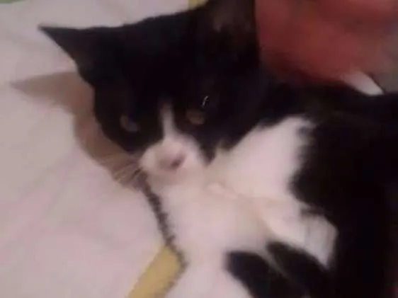 Gato ra a Siames idade 2 a 6 meses nome Não tem