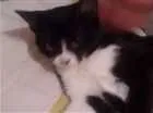 Gato raça Siames idade 2 a 6 meses nome Não tem