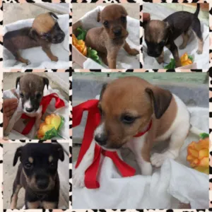 Cachorro raça Vira lata idade Abaixo de 2 meses nome Charles, Laila e etc