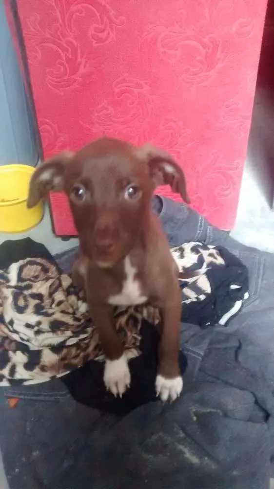 Cachorro ra a SRD idade Abaixo de 2 meses nome Sem nome