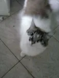Mimi
