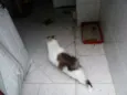 Mimi