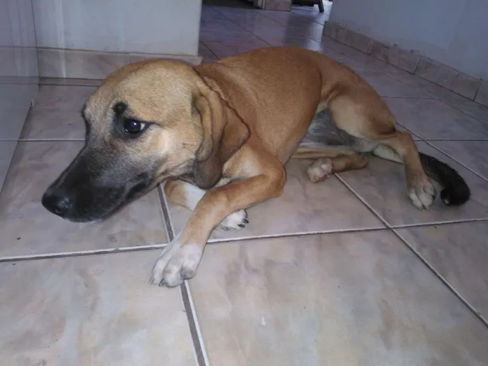 Cachorro ra a idade 2 a 6 meses nome Tiquinha