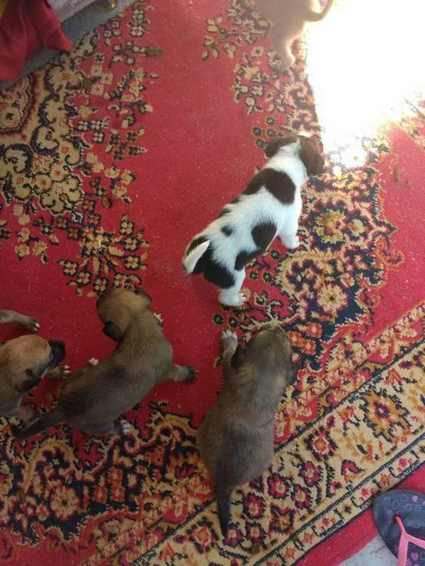 Cachorro raça vira lata  idade Abaixo de 2 meses nome nome não definido 