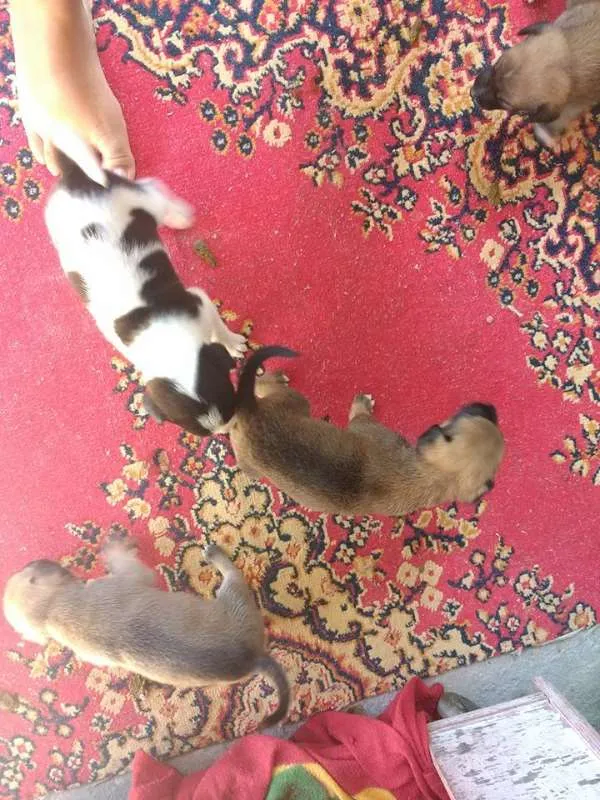 Cachorro raça vira lata  idade Abaixo de 2 meses nome nome não definido 