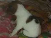 Cachorro raça vira lata  idade Abaixo de 2 meses nome nome não definido 