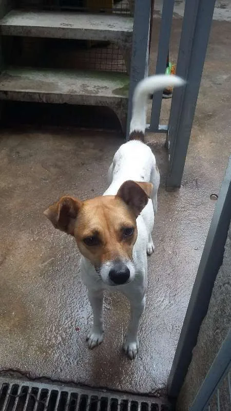 Cachorro ra a Srd idade 1 ano nome Branca