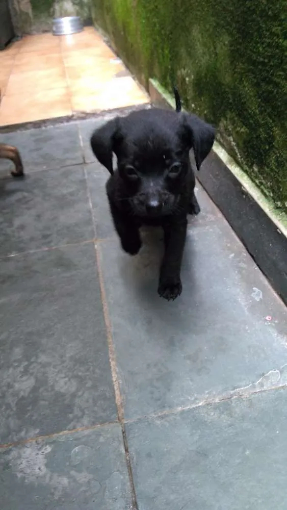 Cachorro ra a Misturado idade Abaixo de 2 meses nome Não possui nome