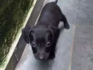Cachorro raça Misturado idade Abaixo de 2 meses nome Não possui nome