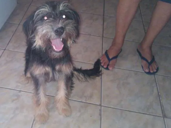 Cachorro ra a  idade 2 a 6 meses nome Bolinha