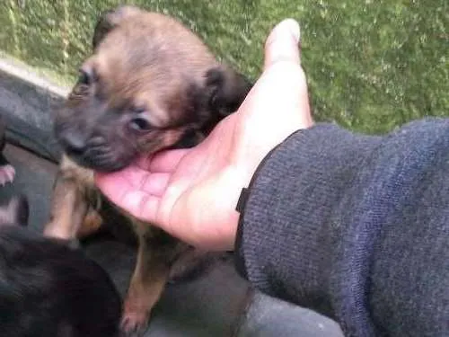 Cachorro ra a Misturado idade Abaixo de 2 meses nome Não possui 