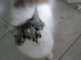 Mimi