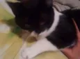 Não tem