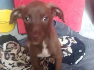 Cachorro raça SRD idade Abaixo de 2 meses nome Sem nome