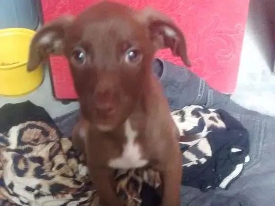 Cachorro ra a SRD idade Abaixo de 2 meses nome Sem nome