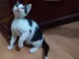 Frajolinha