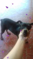 pitoco