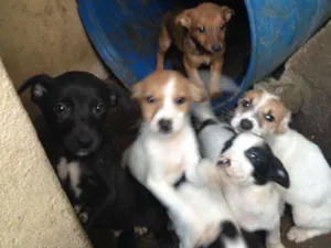 Cachorro raça Sem raça definida idade Abaixo de 2 meses nome Sem nomear definidos