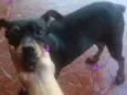 pitoco