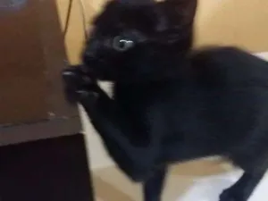 Gato raça Srd  idade 2 a 6 meses nome Luna