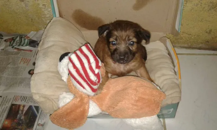 Cachorro raça Srd idade Abaixo de 2 meses nome Nala