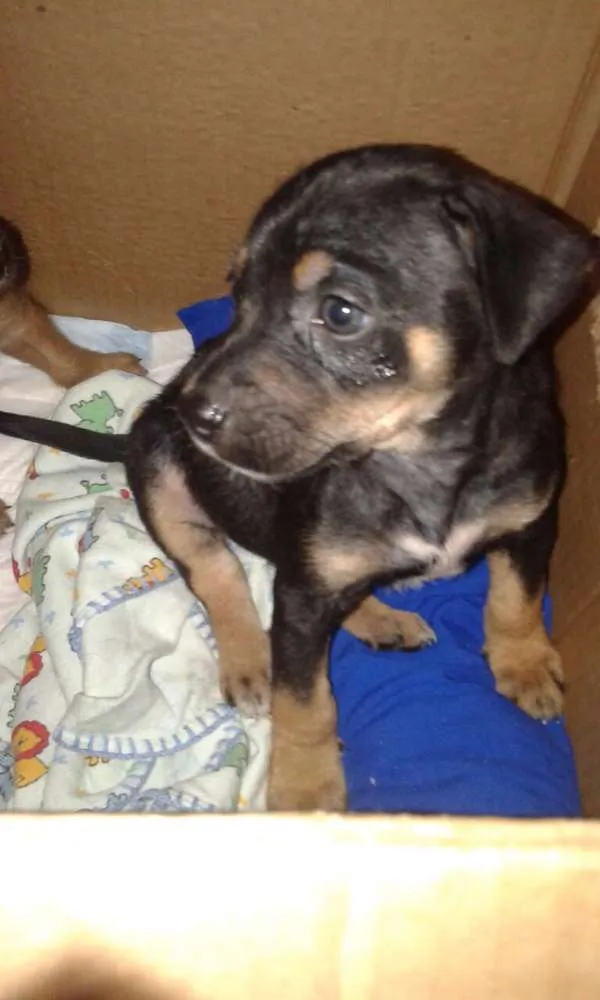 Cachorro raça Srd idade Abaixo de 2 meses nome Simba