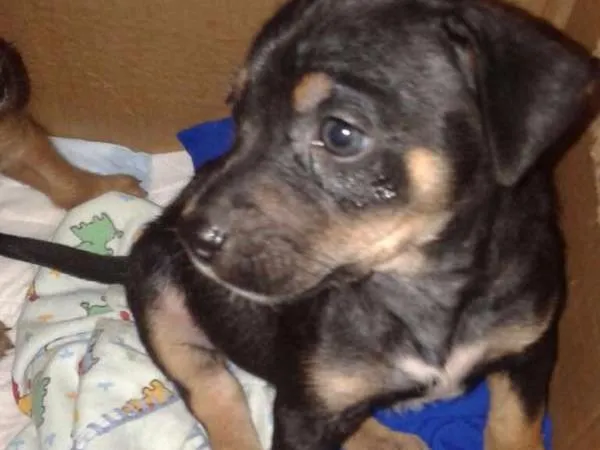 Cachorro raça Srd idade Abaixo de 2 meses nome Simba