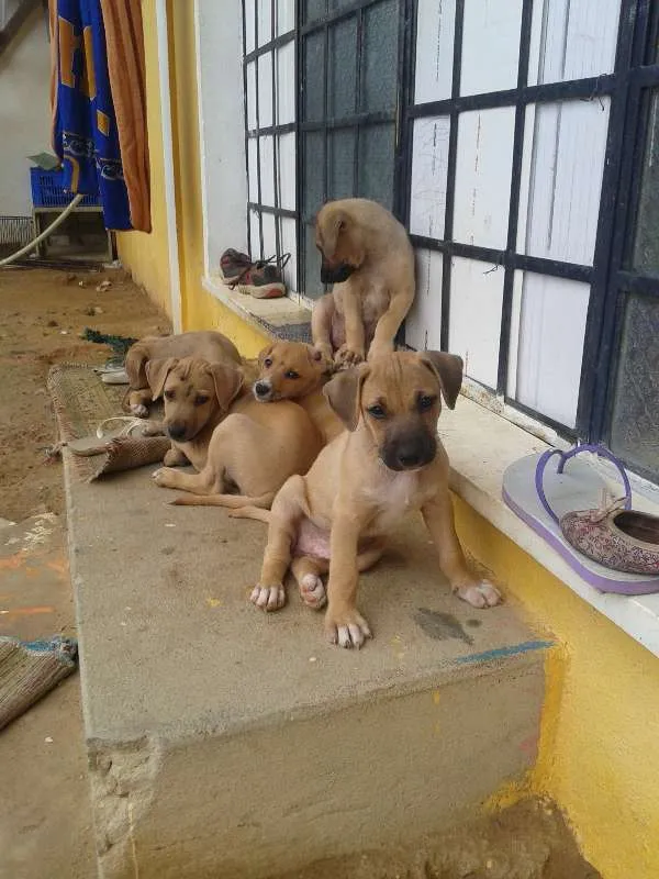 Cachorro raça vira lata idade 2 a 6 meses nome ringo