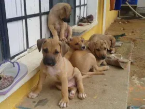 Cachorro raça vira lata idade 2 a 6 meses nome ringo