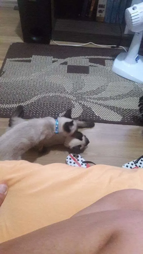 Gato ra a Siamês  idade 2 a 6 meses nome Théo e zi