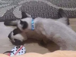 Gato raça Siamês  idade 2 a 6 meses nome Théo e zi