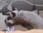 Gato raça Siamês  idade 2 a 6 meses nome Théo e zi